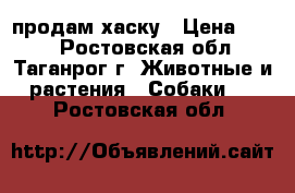 продам хаску › Цена ­ 500 - Ростовская обл., Таганрог г. Животные и растения » Собаки   . Ростовская обл.